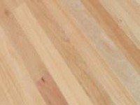 New England Blackbutt